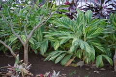 Alpinia zerumbet